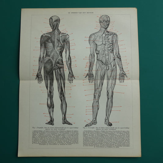 SPIEREN Oude anatomie prent uit 1938 originele vintage anatomische illustratie menselijk lichaam print