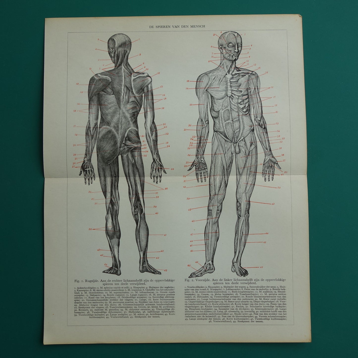 SPIEREN Oude anatomie prent uit 1938 originele vintage anatomische illustratie menselijk lichaam print