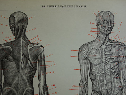 SPIEREN Oude anatomie prent uit 1938 originele vintage anatomische illustratie menselijk lichaam print