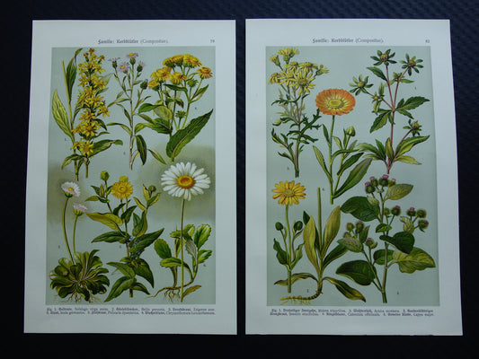 Oude botanische prenten set van twee 1911 originele antieke illustratie Madeliefje bloemen planten Goudsbloem