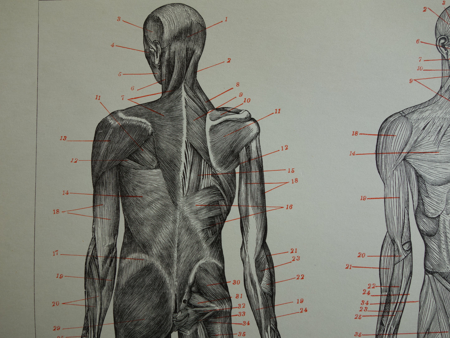 SPIEREN Oude anatomie prent uit 1938 originele vintage anatomische illustratie menselijk lichaam print