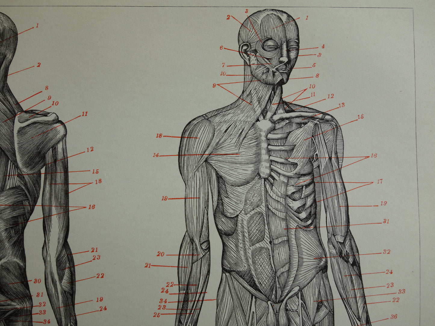 SPIEREN Oude anatomie prent uit 1938 originele vintage anatomische illustratie menselijk lichaam print