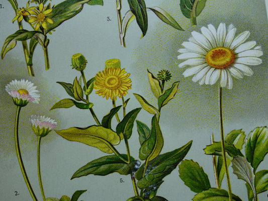 Oude botanische prenten set van twee 1911 originele antieke illustratie Madeliefje bloemen planten Goudsbloem