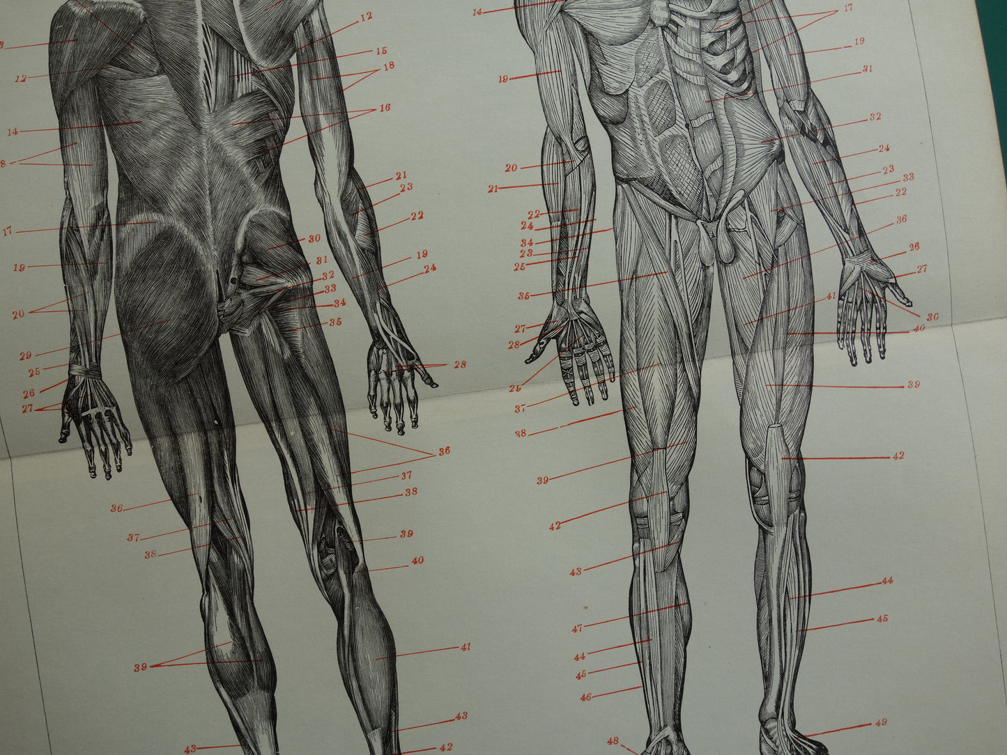 SPIEREN Oude anatomie prent uit 1938 originele vintage anatomische illustratie menselijk lichaam print