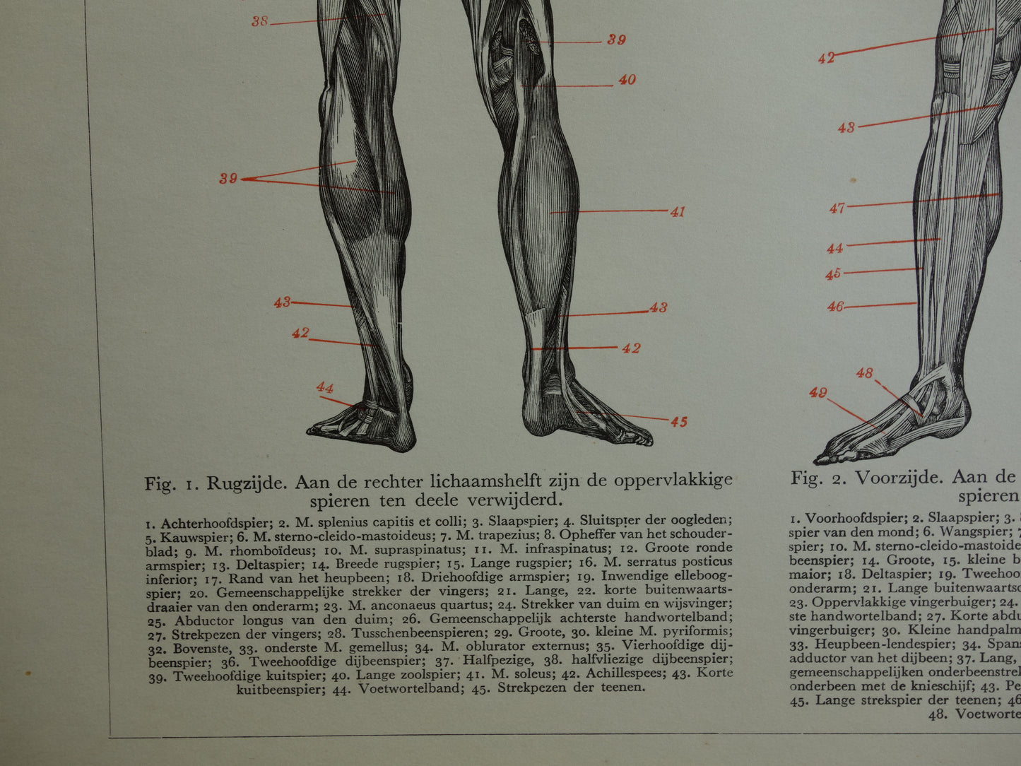 SPIEREN Oude anatomie prent uit 1938 originele vintage anatomische illustratie menselijk lichaam print