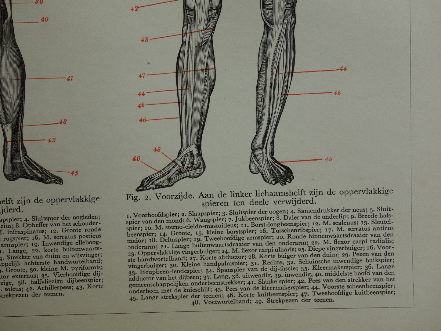 SPIEREN Oude anatomie prent uit 1938 originele vintage anatomische illustratie menselijk lichaam print