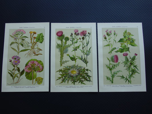 Antieke botanische prenten set van drie 1911 originele oude prent illustratie paarse roze bloemen planten