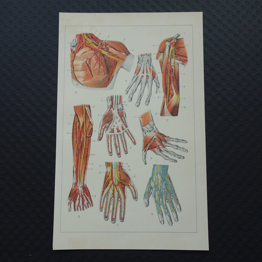 ARM HAND oude anatomie prent 1933 originele vintage Nederlandse illustratie van Armen Handen afbeeldingen prenten