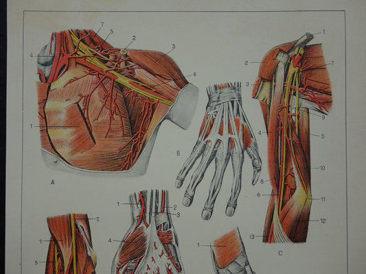 ARM HAND oude anatomie prent 1933 originele vintage Nederlandse illustratie van Armen Handen afbeeldingen prenten