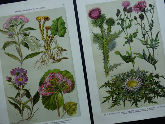 Antieke botanische prenten set van drie 1911 originele oude prent illustratie paarse roze bloemen planten