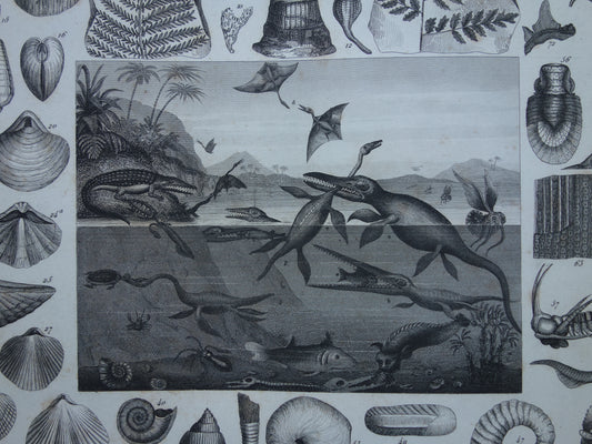 FOSSIELEN 175+ jaar oude prent van Fossielen originele antieke illustratie Fossiel vintage afbeelding prints Siluur Devoon Carboon periode