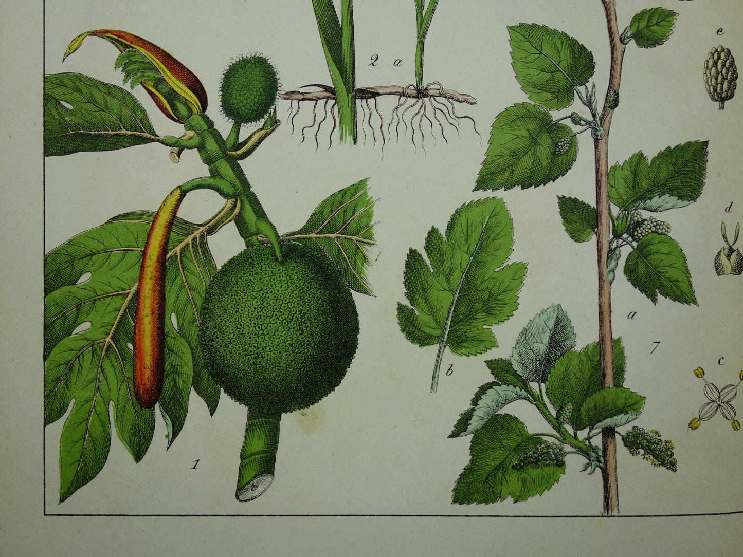 150+ Jaar Oude Botanische Prent Maïs Lisdodde Buxus Prachtige Antieke Illustratie