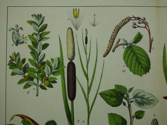 150+ Jaar Oude Botanische Prent Maïs Lisdodde Buxus Prachtige Antieke Illustratie