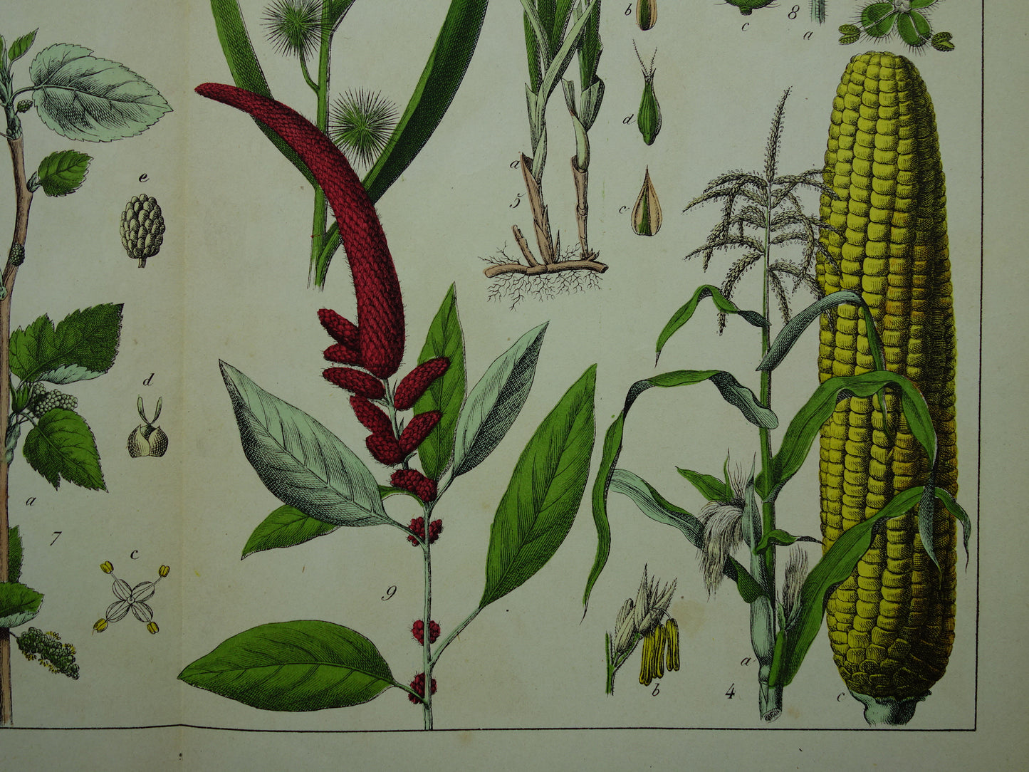 150+ Jaar Oude Botanische Prent Maïs Lisdodde Buxus Prachtige Antieke Illustratie