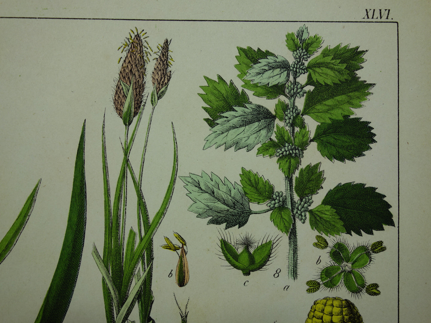 150+ Jaar Oude Botanische Prent Maïs Lisdodde Buxus Prachtige Antieke Illustratie