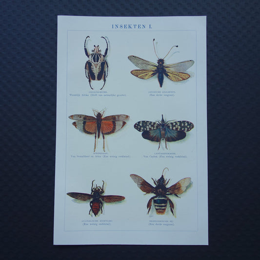 INSECTEN oude prent 1908 originele antieke Nederlandse illustratie van Goliathkever Lantaarnvlieg Japanse Longhorn afbeeldingen vintage insecten prenten