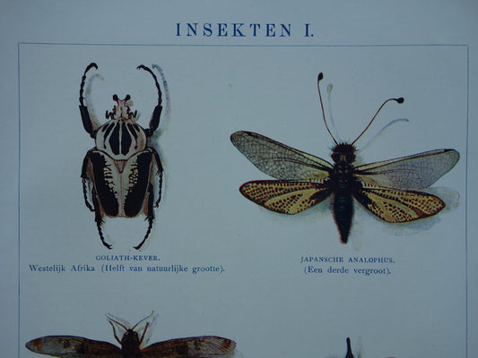 INSECTEN oude prent 1908 originele antieke Nederlandse illustratie van Goliathkever Lantaarnvlieg Japanse Longhorn afbeeldingen vintage insecten prenten