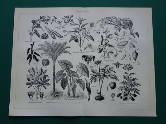 ZETMEEL oude botanische prent planten met zetmeel originele antieke Nederlandse illustratie uit 1939 Aardappelplant Cassave Yam