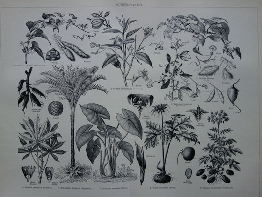 ZETMEEL oude botanische prent planten met zetmeel originele antieke Nederlandse illustratie uit 1939 Aardappelplant Cassave Yam