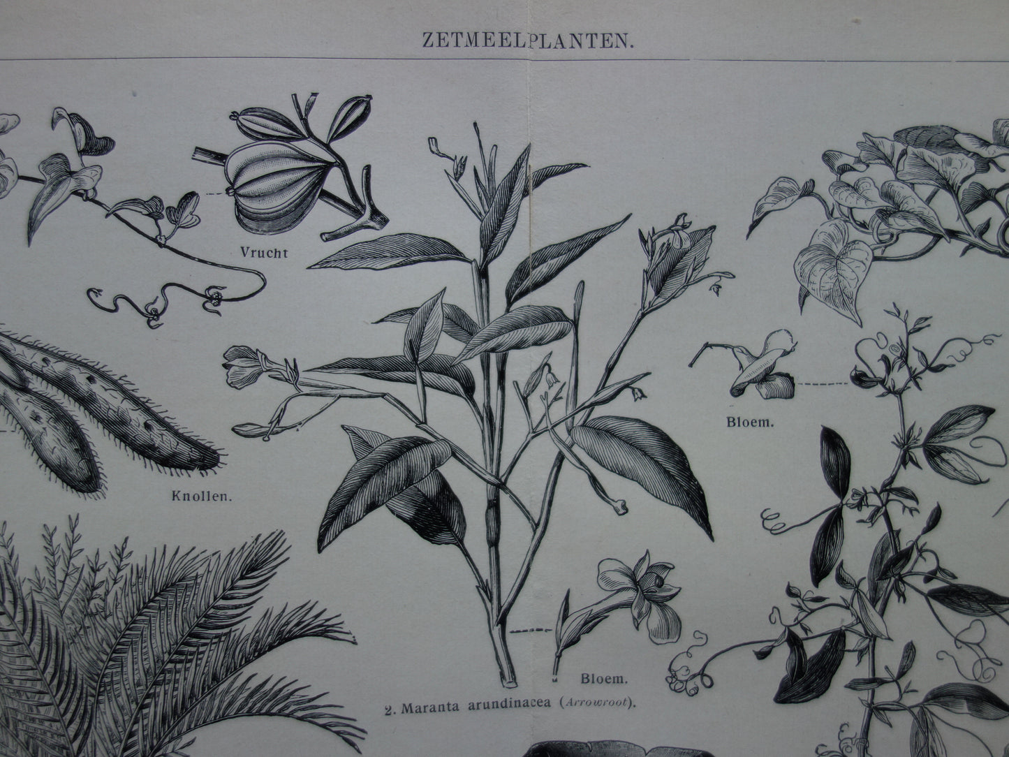 ZETMEEL oude botanische prent planten met zetmeel originele antieke Nederlandse illustratie uit 1939 Aardappelplant Cassave Yam