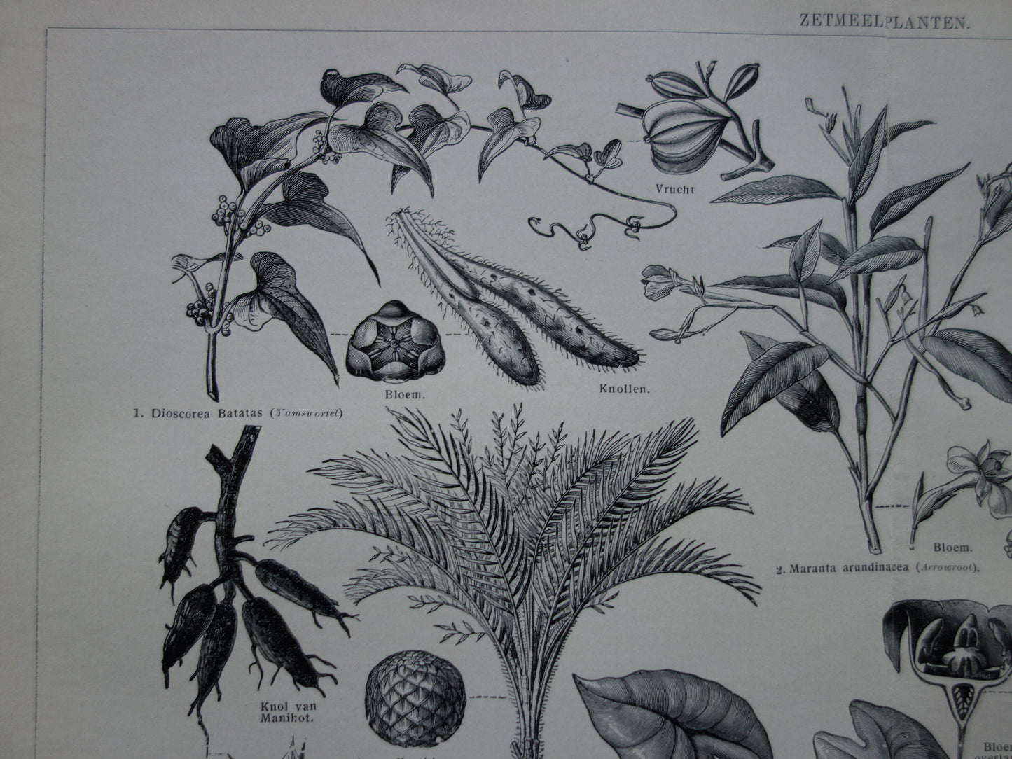 ZETMEEL oude botanische prent planten met zetmeel originele antieke Nederlandse illustratie uit 1939 Aardappelplant Cassave Yam