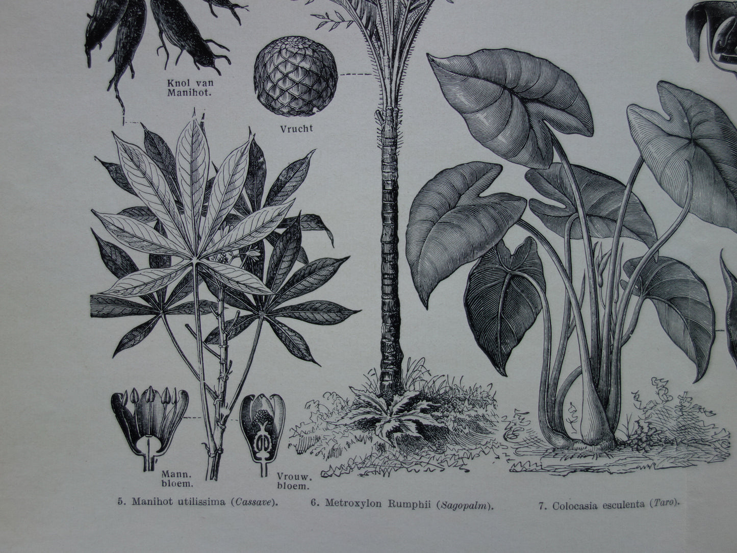 ZETMEEL oude botanische prent planten met zetmeel originele antieke Nederlandse illustratie uit 1939 Aardappelplant Cassave Yam