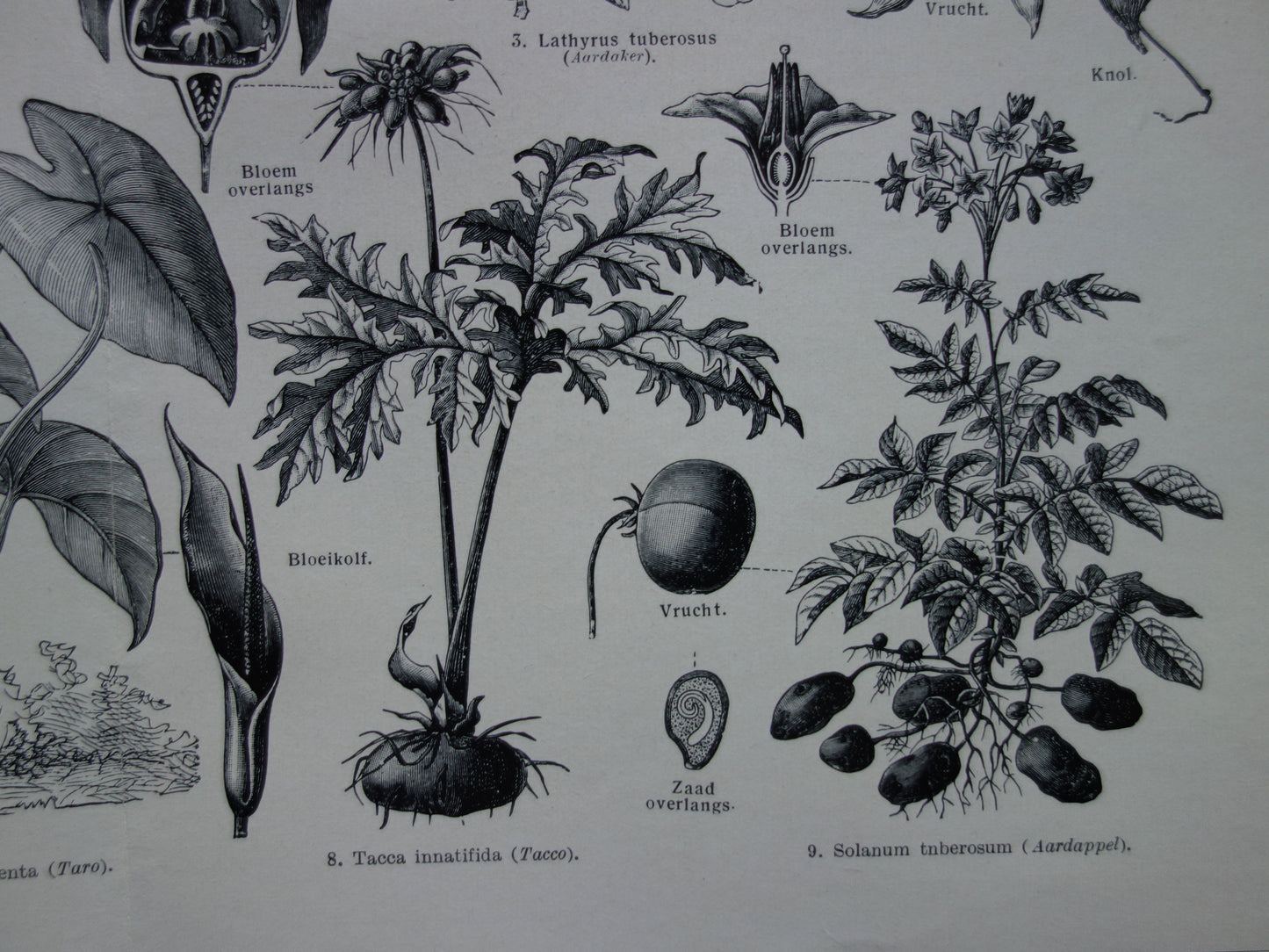 ZETMEEL oude botanische prent planten met zetmeel originele antieke Nederlandse illustratie uit 1939 Aardappelplant Cassave Yam