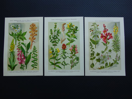 Antieke botanische prenten set van drie 1911 originele oude illustratie bloemen planten