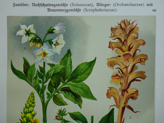 Antieke botanische prenten set van drie 1911 originele oude illustratie bloemen planten