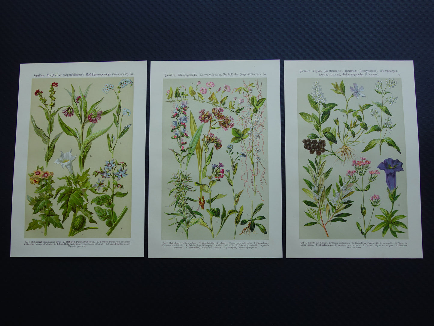 Oude botanische prenten set van drie 1911 originele antieke illustratie bloemen planten