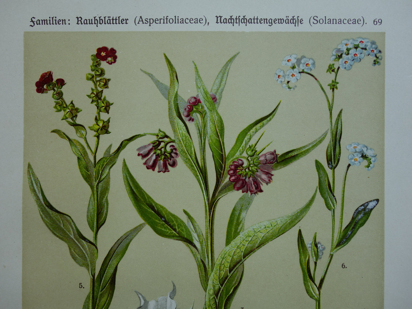 Oude botanische prenten set van drie 1911 originele antieke illustratie bloemen planten