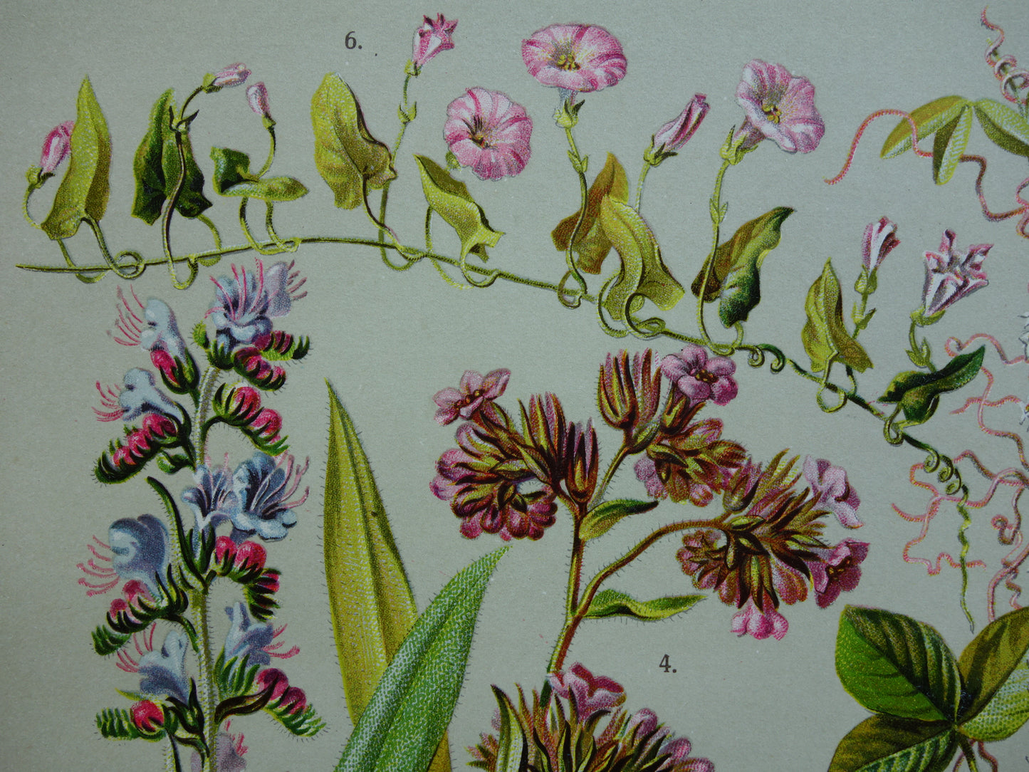 Oude botanische prenten set van drie 1911 originele antieke illustratie bloemen planten