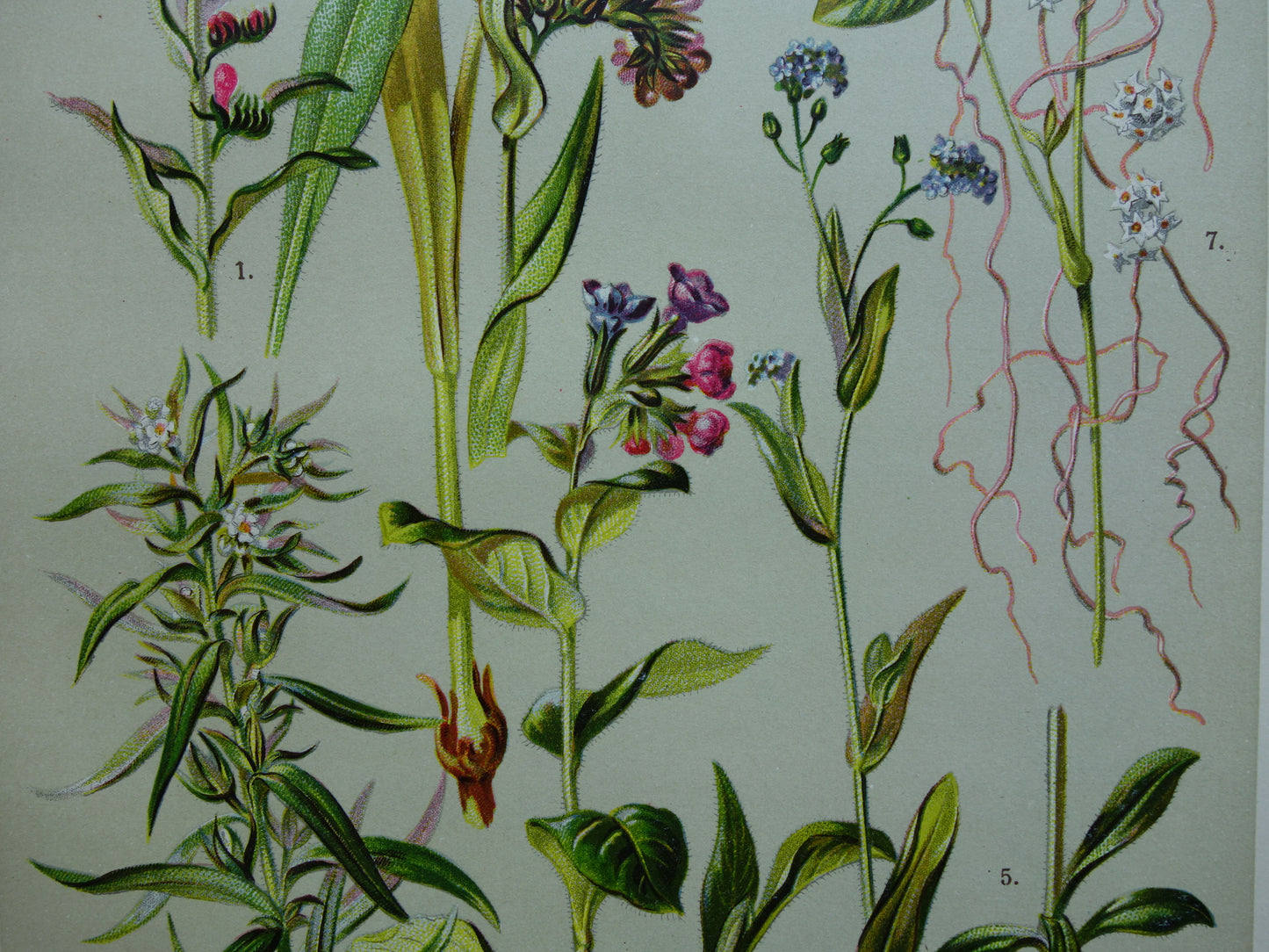 Oude botanische prenten set van drie 1911 originele antieke illustratie bloemen planten