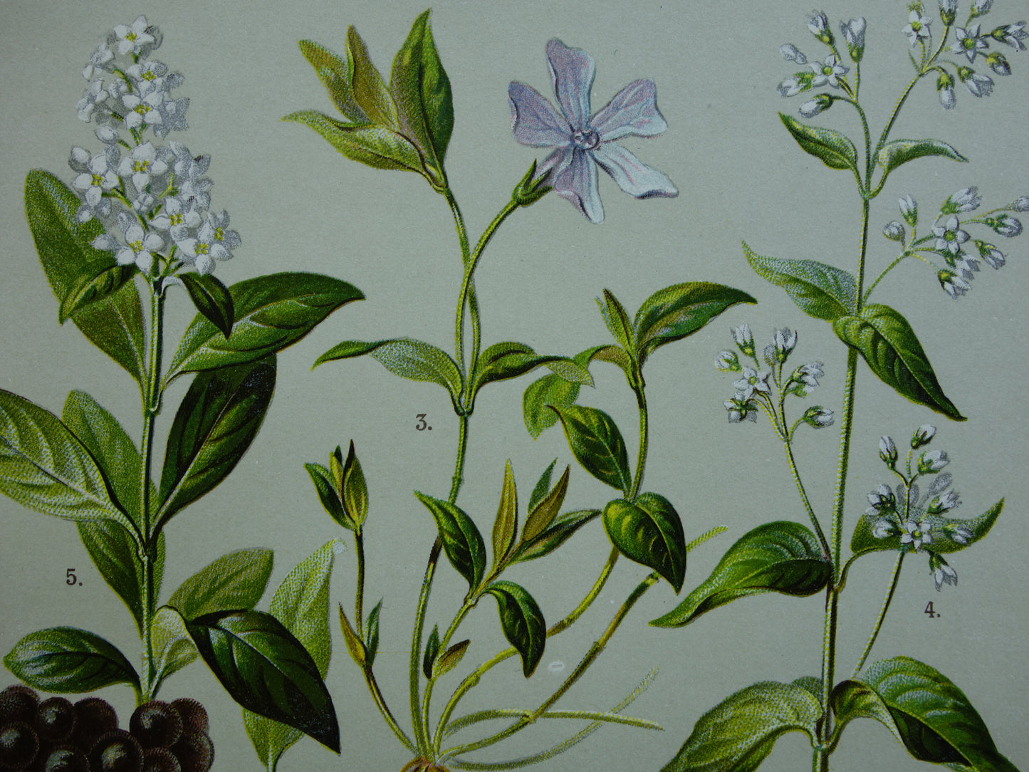 Oude botanische prenten set van drie 1911 originele antieke illustratie bloemen planten