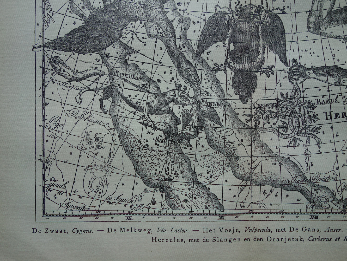 Oude astronomie prent van sterrenbeelden Hercules Cygnus en Vultur Lyra Antieke sterrenkaart astrologie sterrenbeeld vintage print