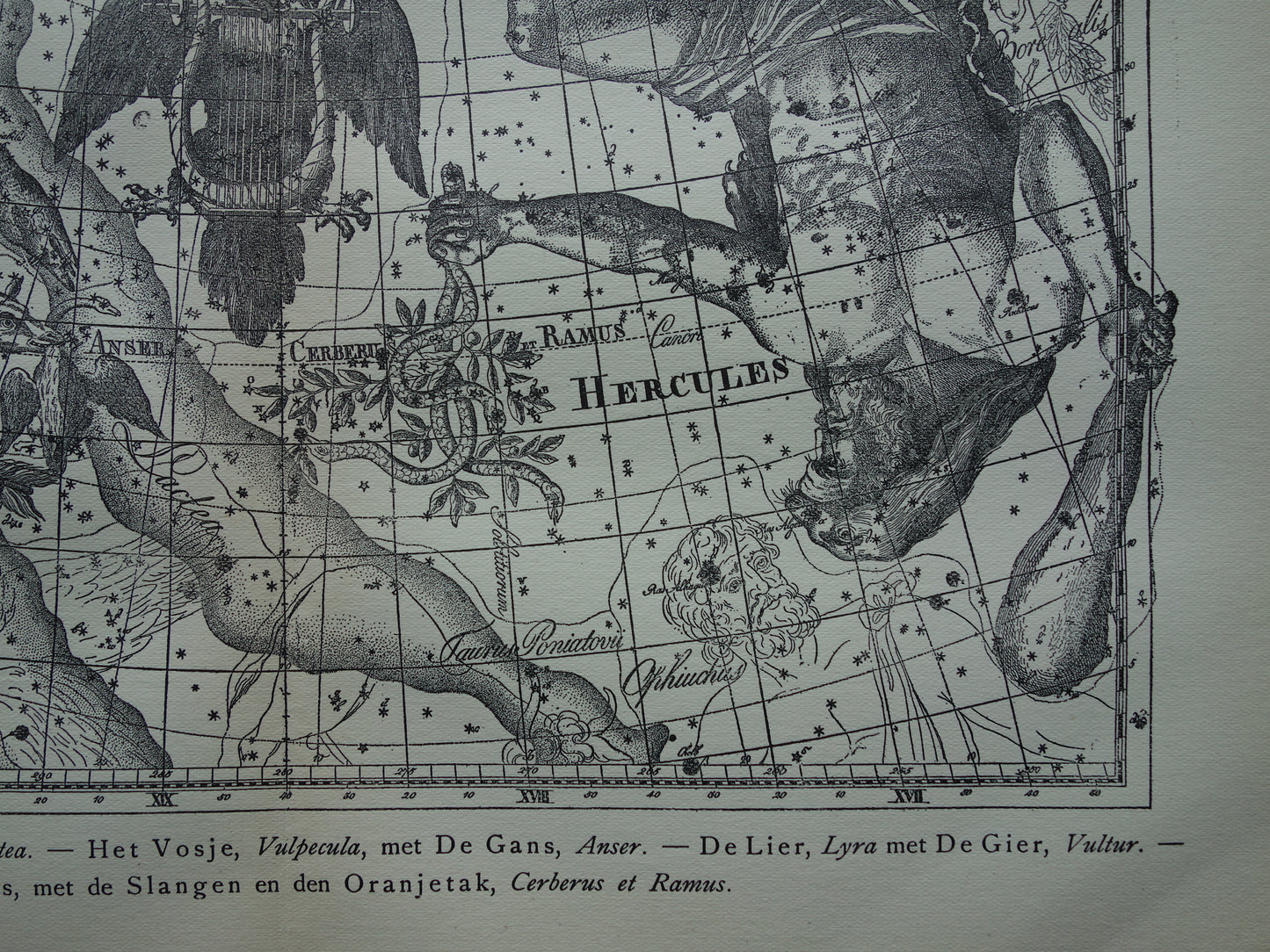 Oude astronomie prent van sterrenbeelden Hercules Cygnus en Vultur Lyra Antieke sterrenkaart astrologie sterrenbeeld vintage print