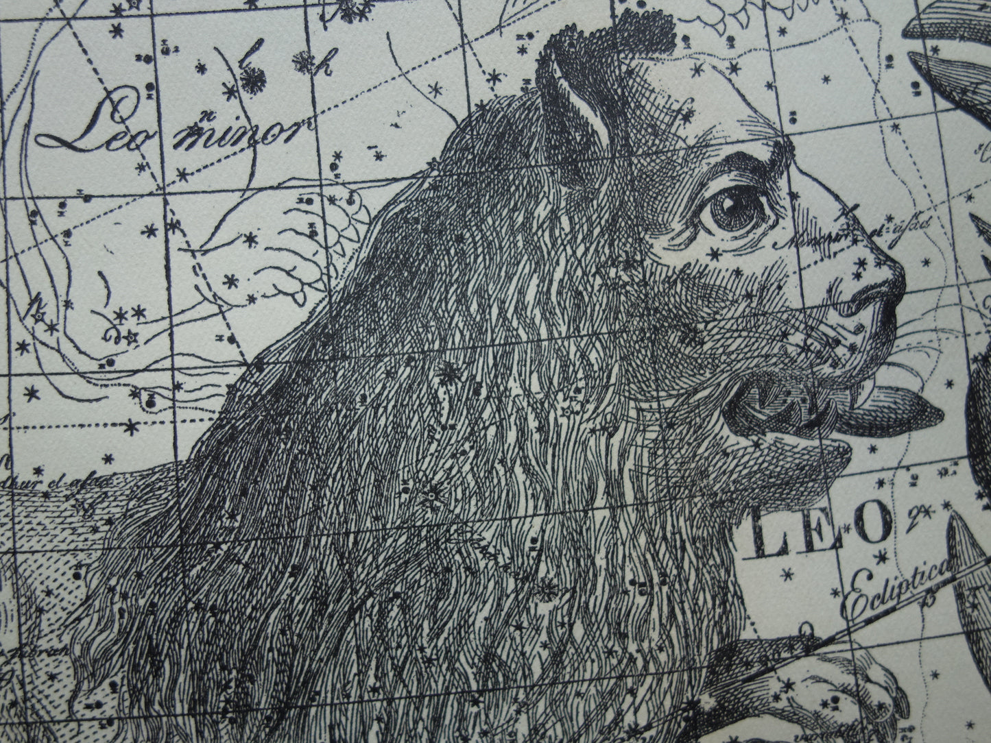 Leeuw en Schorpioen Oude astrologie prent van sterrenbeeld - Antieke sterrenkaart astronomie - Sterrenbeelden vintage print