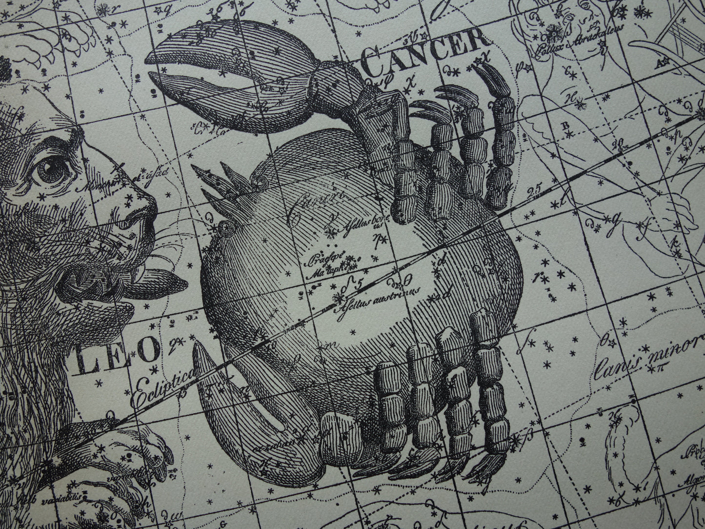 Leeuw en Schorpioen Oude astrologie prent van sterrenbeeld - Antieke sterrenkaart astronomie - Sterrenbeelden vintage print