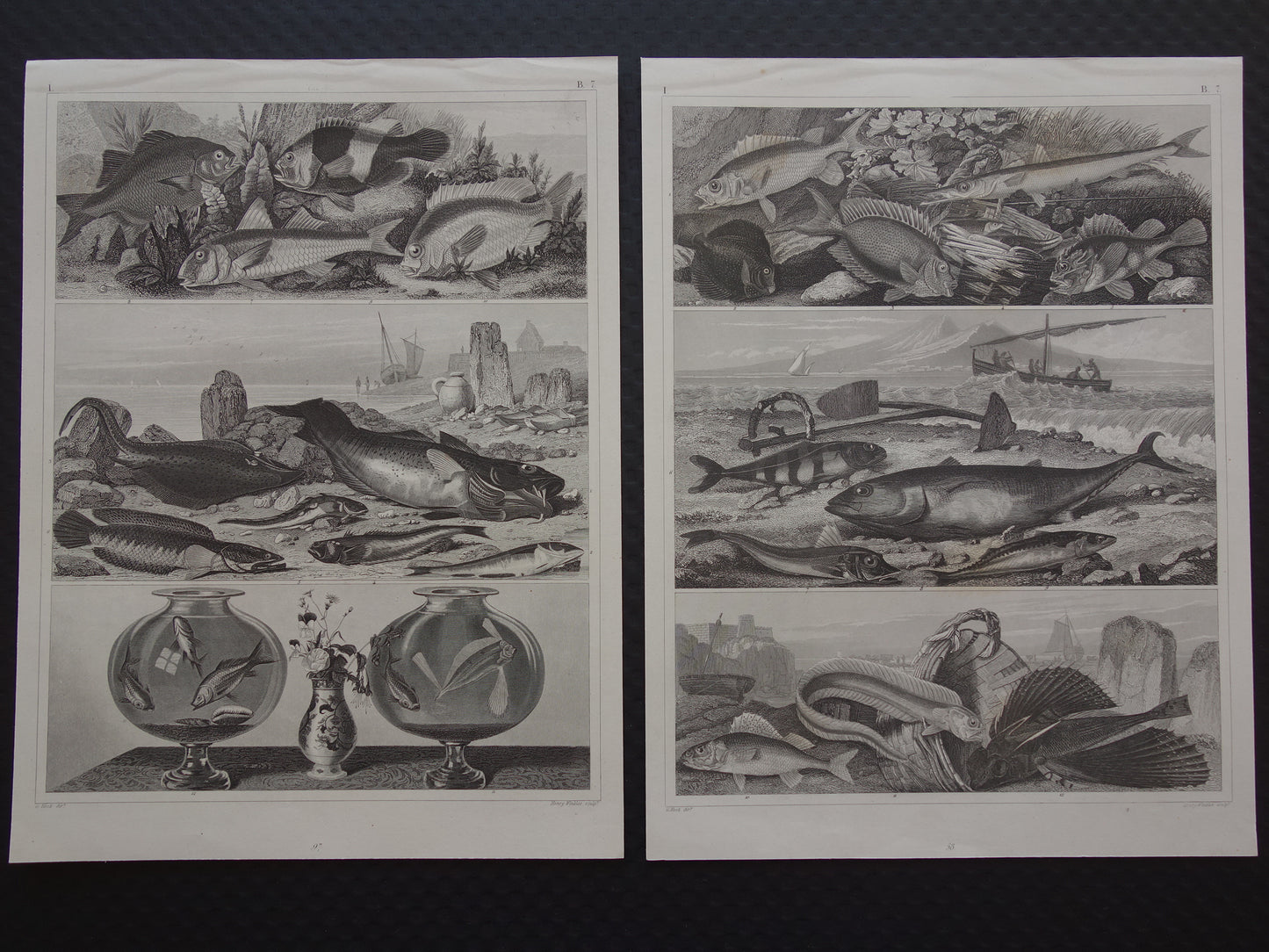 VISSEN Set van 2 originele antieke gravures 1849 Prenten Vis Vissoorten Oude Prints