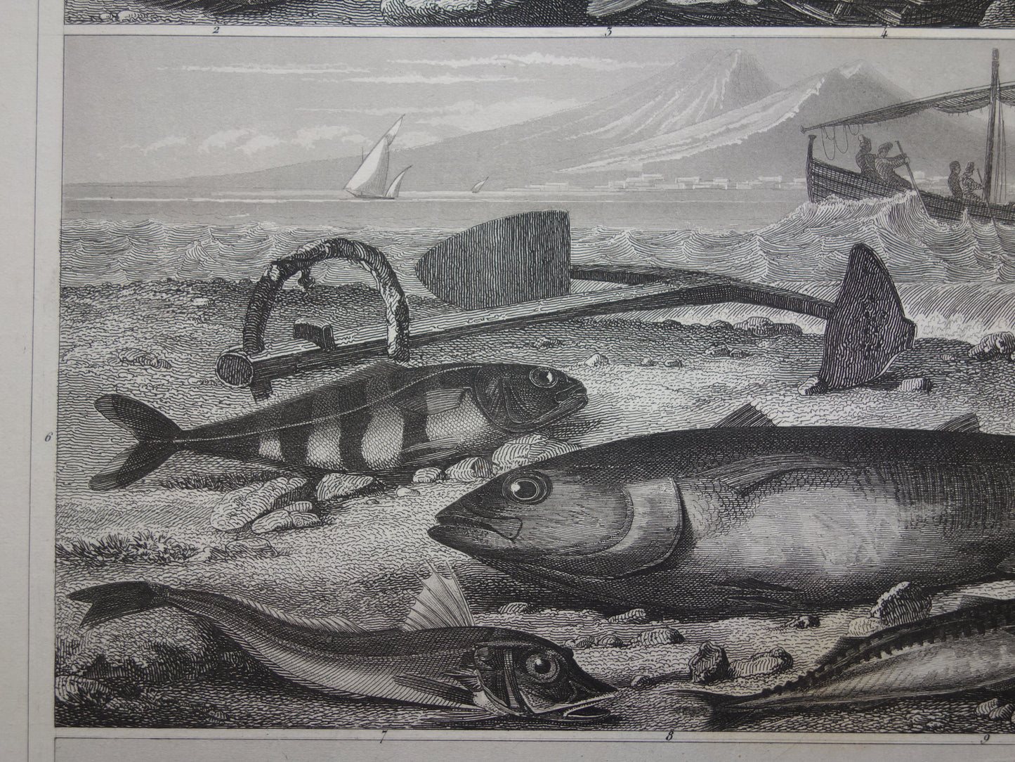 VISSEN Set van 2 originele antieke gravures 1849 Prenten Vis Vissoorten Oude Prints