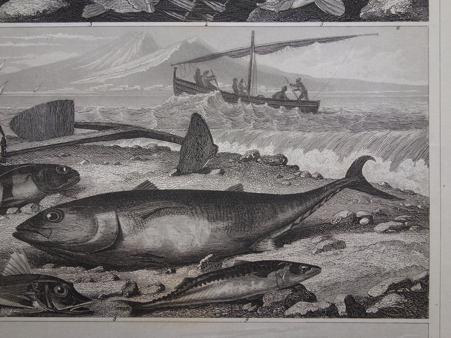 VISSEN Set van 2 originele antieke gravures 1849 Prenten Vis Vissoorten Oude Prints