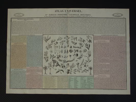 Oude botanische prent planten bloemen bomen Antieke illustratie Vintage print