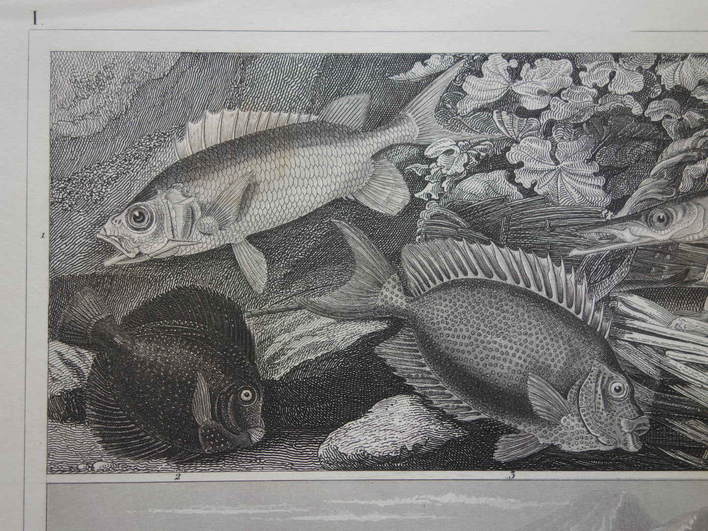 VISSEN Set van 2 originele antieke gravures 1849 Prenten Vis Vissoorten Oude Prints