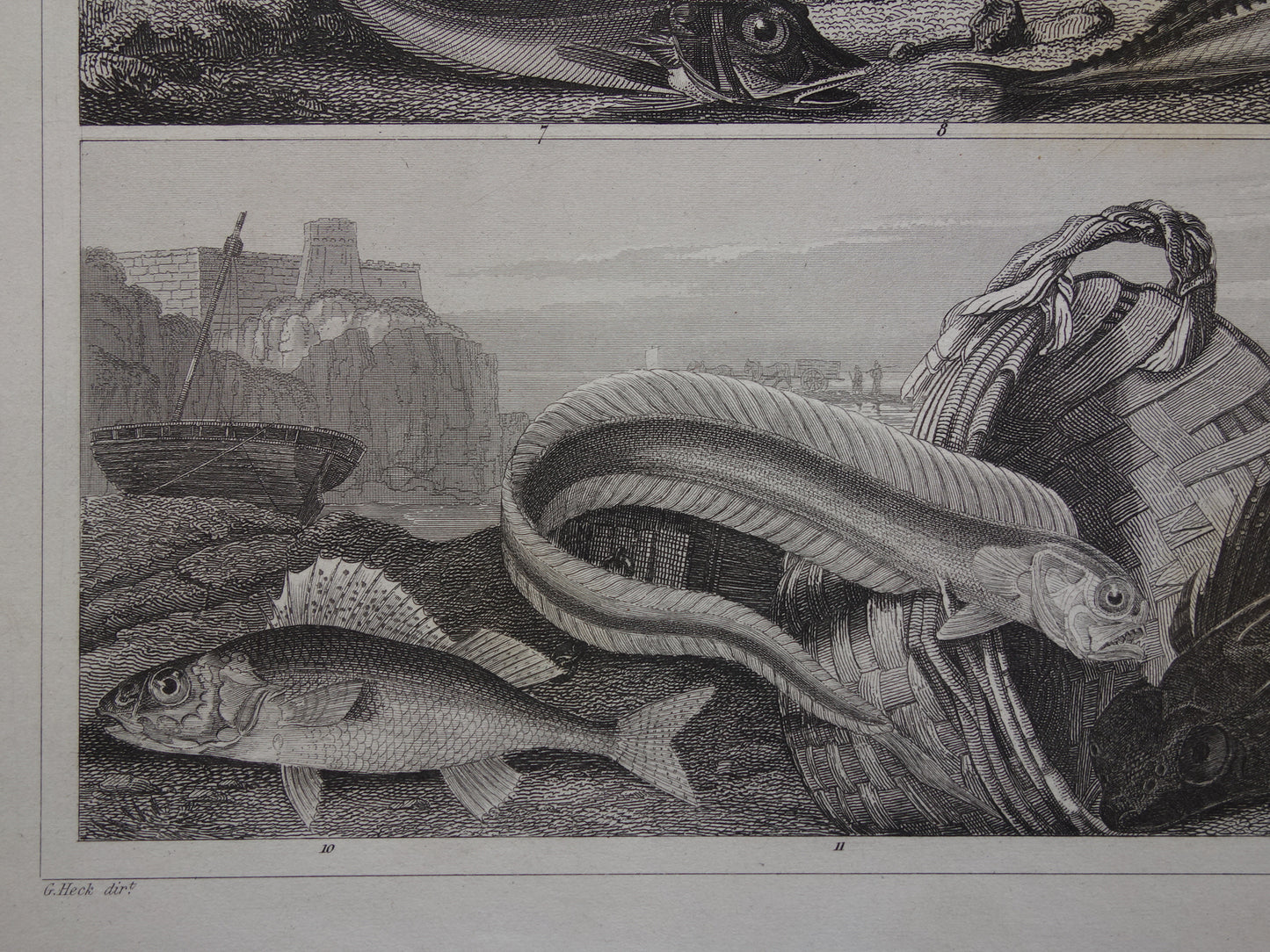 VISSEN Set van 2 originele antieke gravures 1849 Prenten Vis Vissoorten Oude Prints