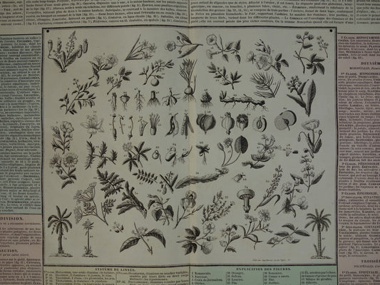 Oude botanische prent planten bloemen bomen Antieke illustratie Vintage print