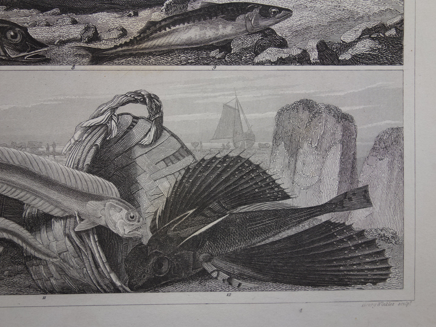 VISSEN Set van 2 originele antieke gravures 1849 Prenten Vis Vissoorten Oude Prints