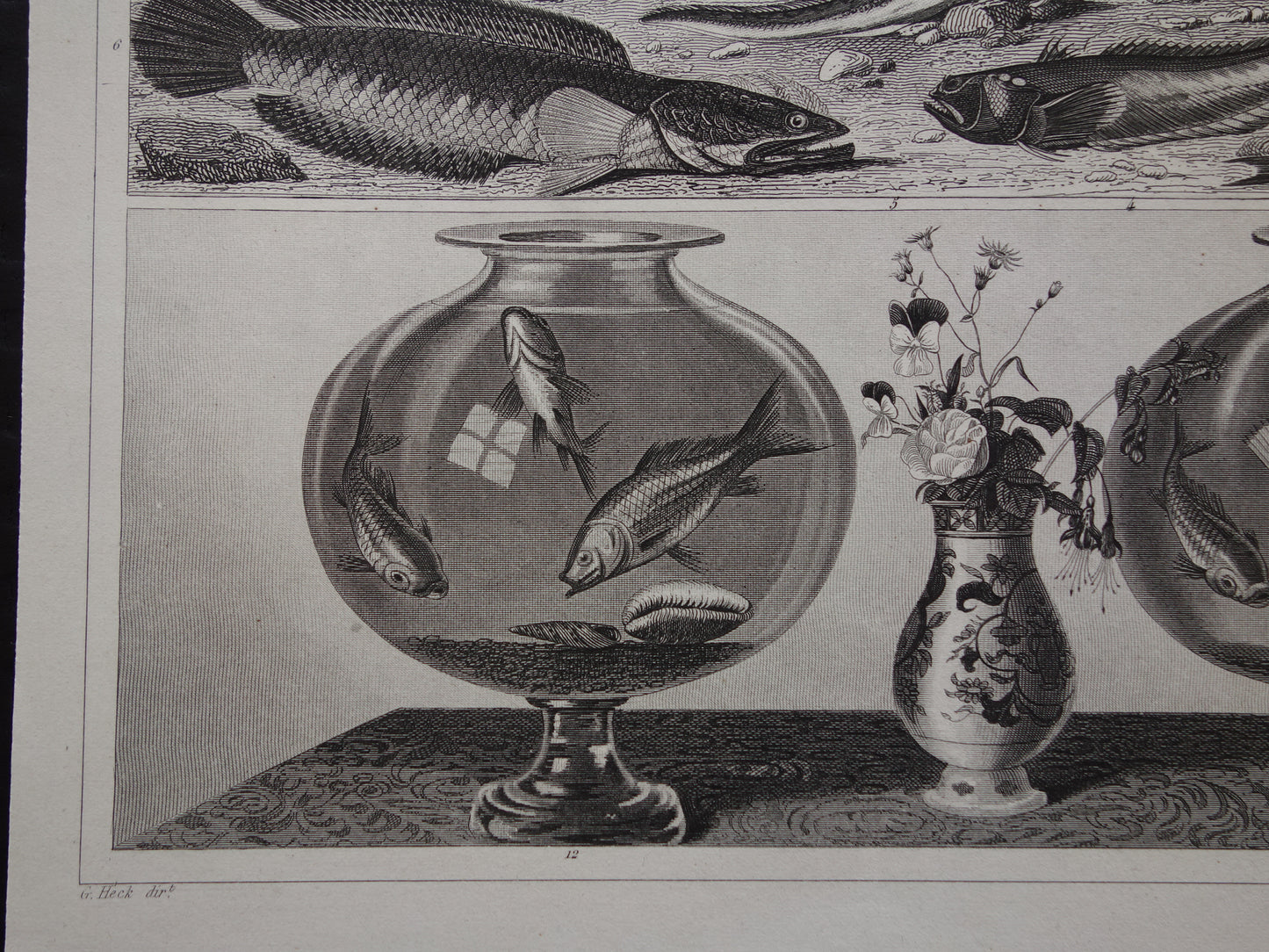 VISSEN Set van 2 originele antieke gravures 1849 Prenten Vis Vissoorten Oude Prints