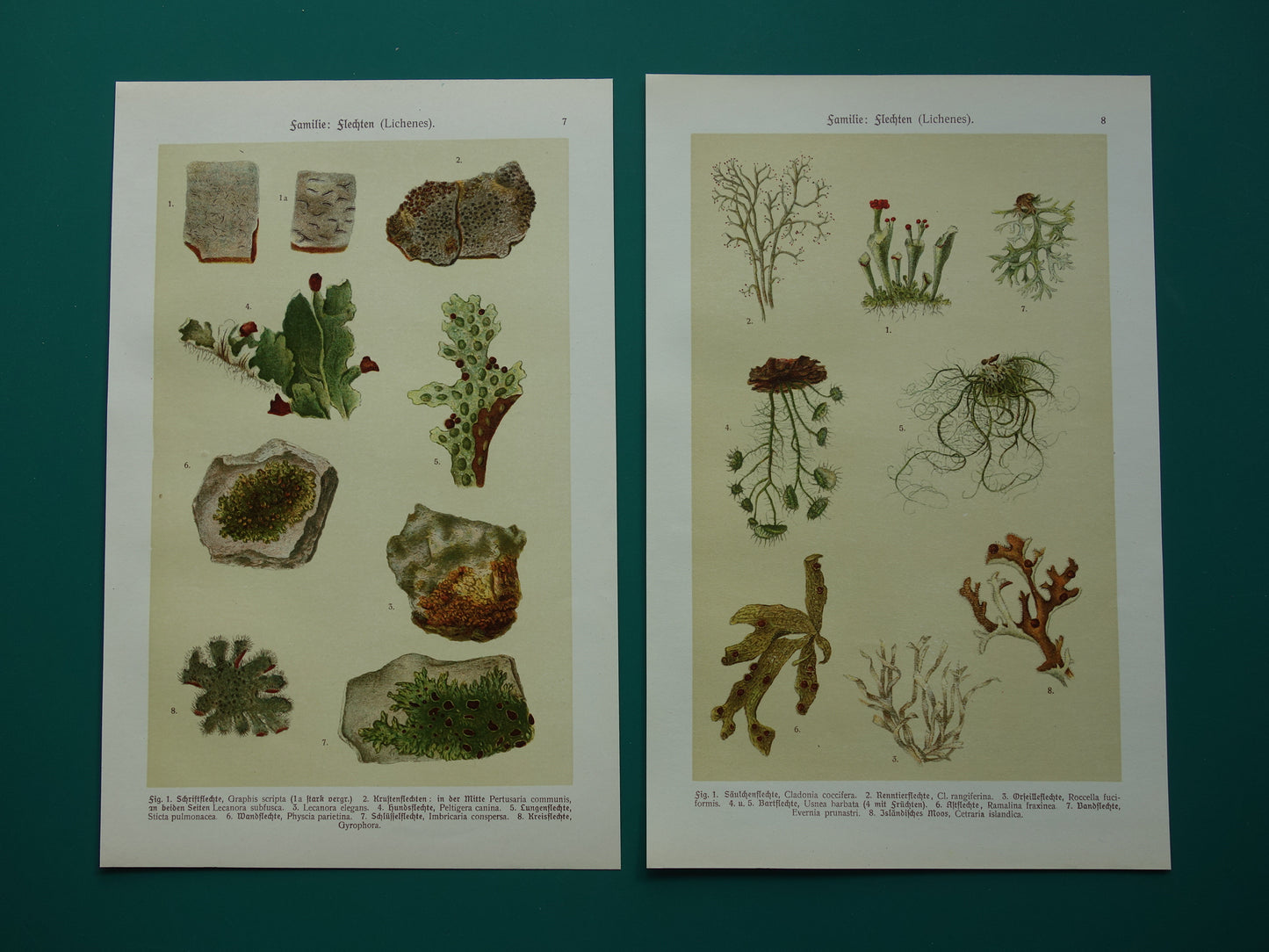Oude botanische prenten van korstmossen 1911 originele antieke korstmos illustratie vintage Duitse botanie prenten set van 2