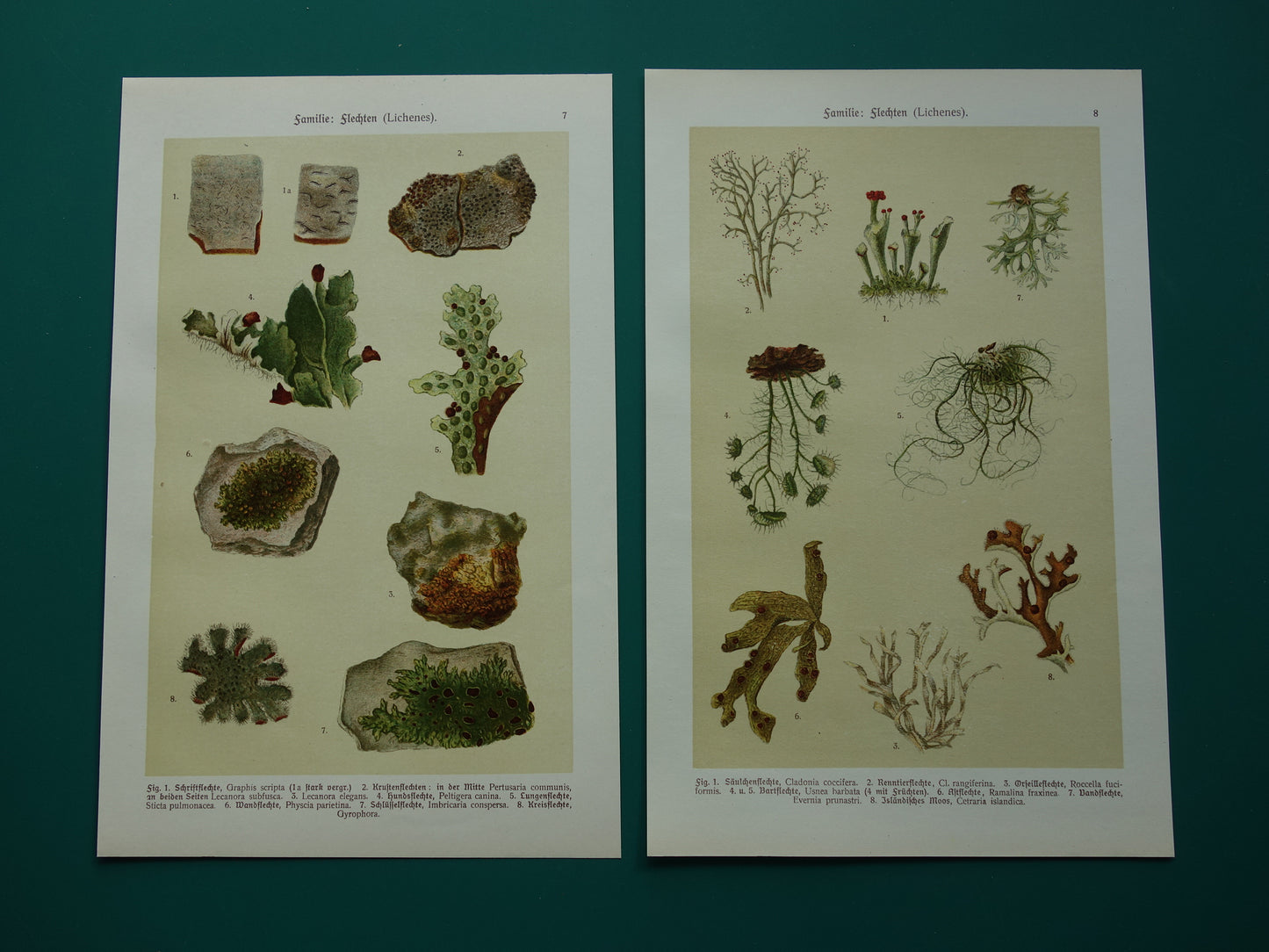 Oude botanische prenten van korstmossen 1911 originele antieke korstmos illustratie vintage Duitse botanie prenten set van 2