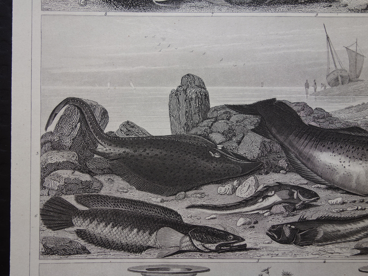 VISSEN Set van 2 originele antieke gravures 1849 Prenten Vis Vissoorten Oude Prints